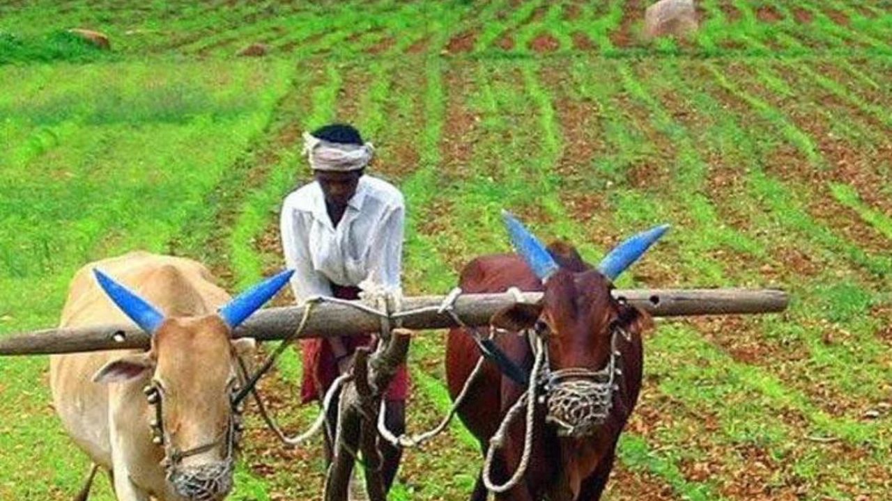 Rajasthan: 171 बीघा जमीन को गायों के चरने के लिए दान, दस्तावेज प्रशासन को सौंपे