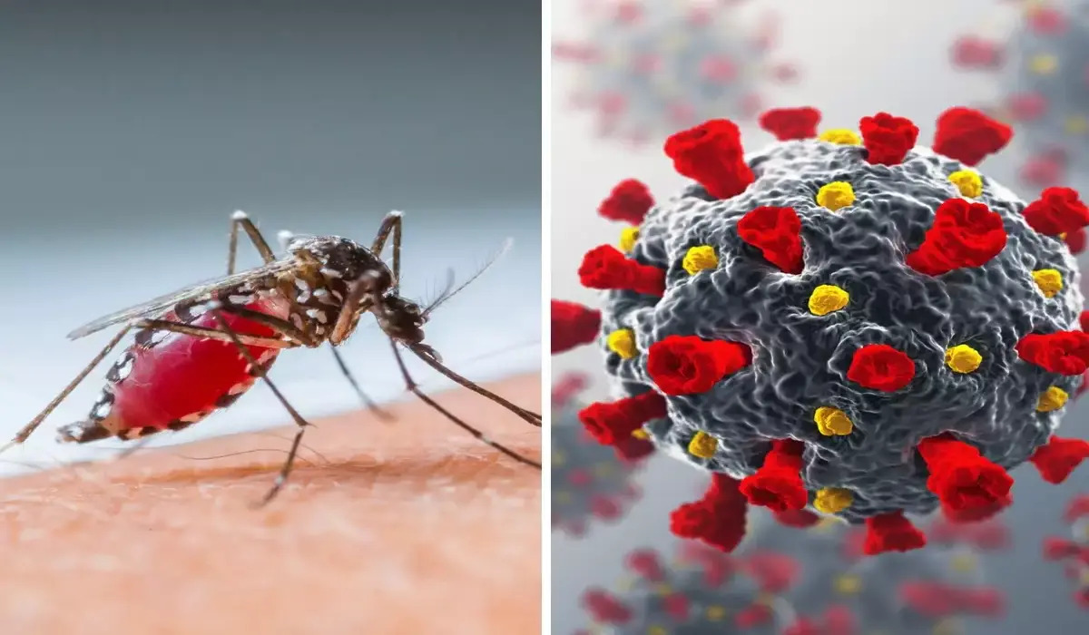 Dengue in a global perspective: दुनिया भर में कितने देशों में होते हैं डेंगू मामले?