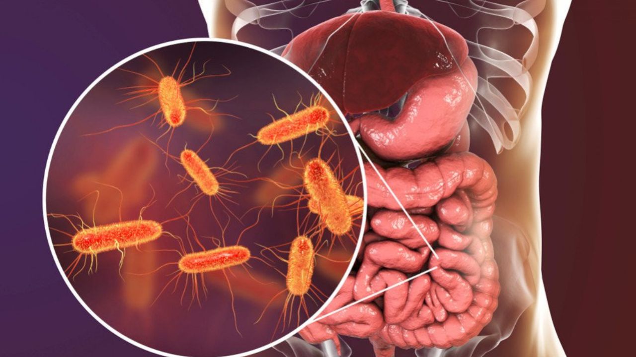 E-Coli Infection: 'E-Coli' शरीर में छिपा है, इम्यूनिटी कमजोर होते ही हमला करता है, इन अंगों को बनाता है अपना लक्ष्य