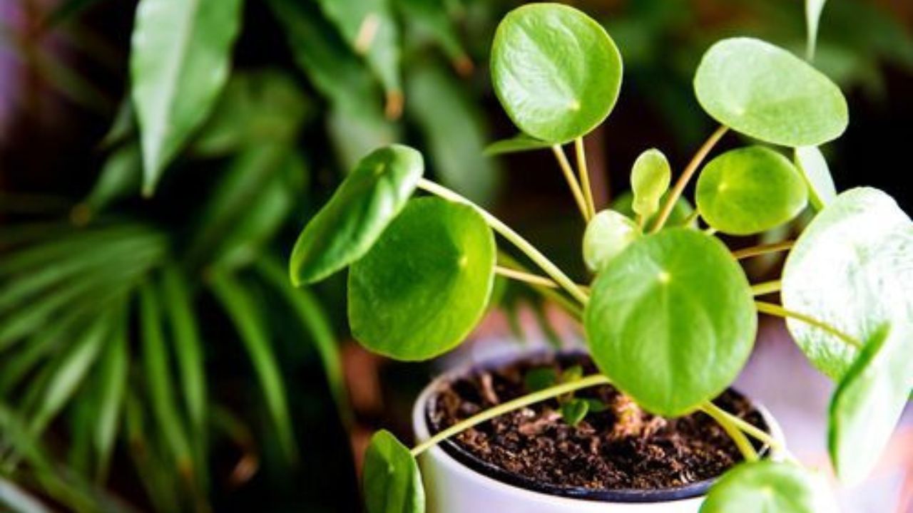 Tips For Money Plant: मनी प्लांट के पत्ते हो रहे हैं पीले, जानें कारण और समाधान