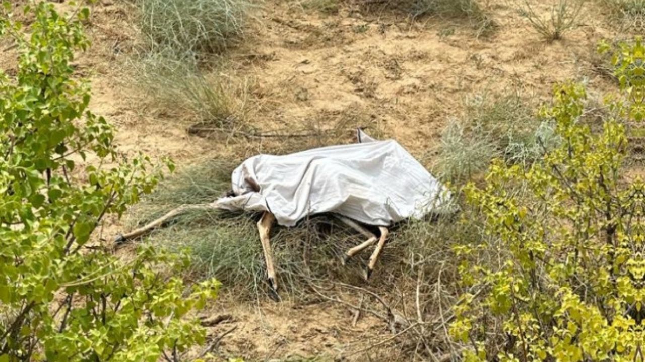 Barmer: शिकारियों ने मारे 10 से ज्यादा हिरण, गुस्साए ग्रामीणों ने गिरफ्तारी की मांग को लेकर किया धरना