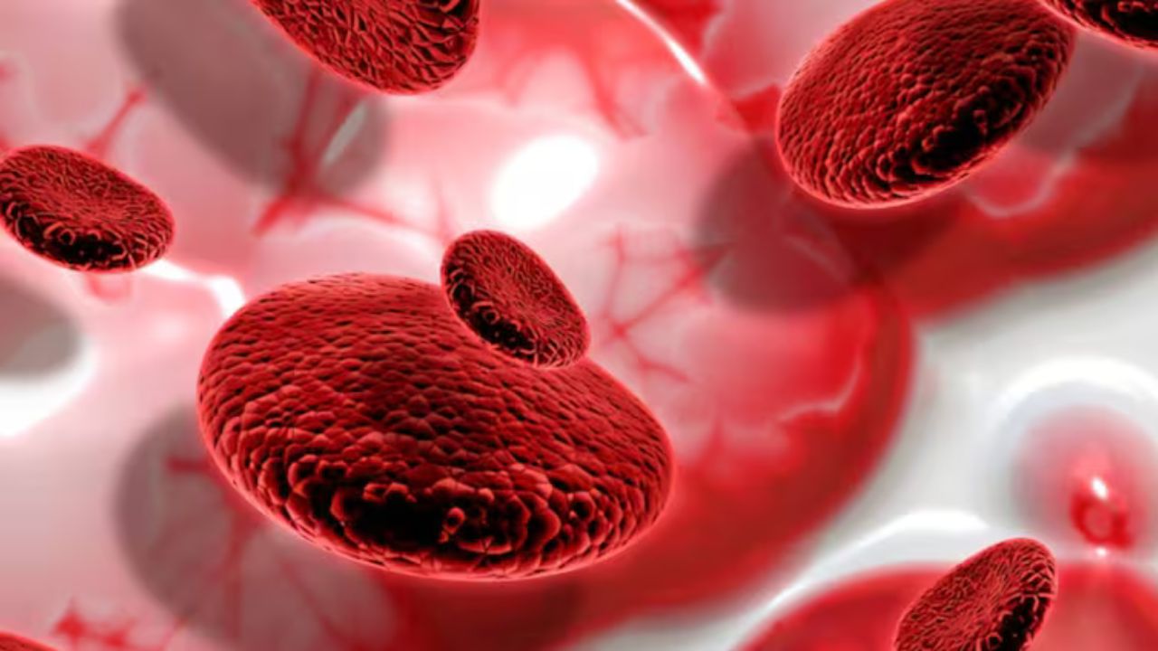 Blood Cancer: रात में बुखार के साथ अधिक पसीना आना हो सकता है ब्लड कैंसर के शुरुआती लक्षण