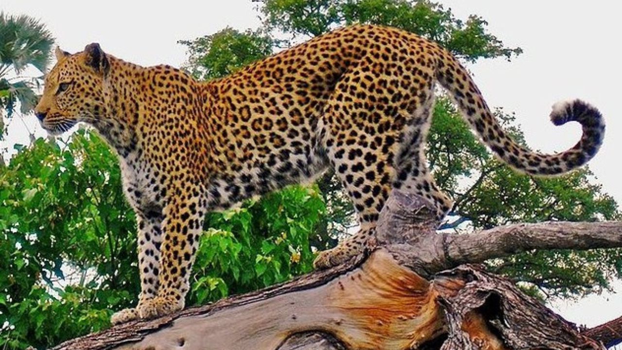 Leopard terror in Udaipur: 24 घंटे में दो लोगों की जान ली, पांच महीने में आठ मौतें, दहशत में क्षेत्र