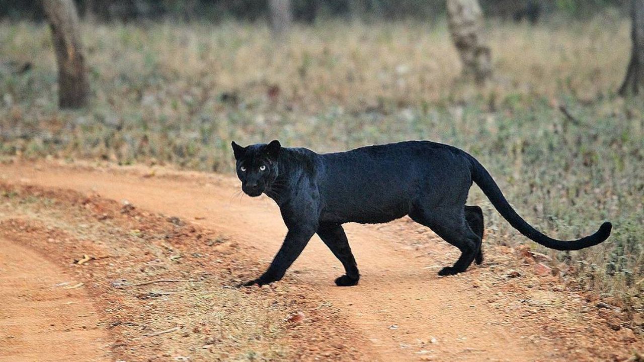 Rajasthan: सड़कों पर दौड़ता पैंथर, शहर में फैली दहशत, वन विभाग की सुस्त कार्रवाई ने बढ़ाई नाराजगी