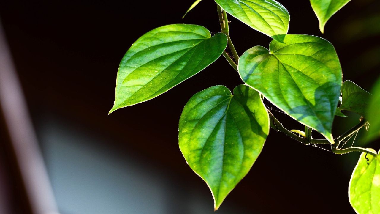 Betel leaves: सेहत के लिए लाभकारी, दिल से इम्यूनिटी तक कई फायदों से भरपूर