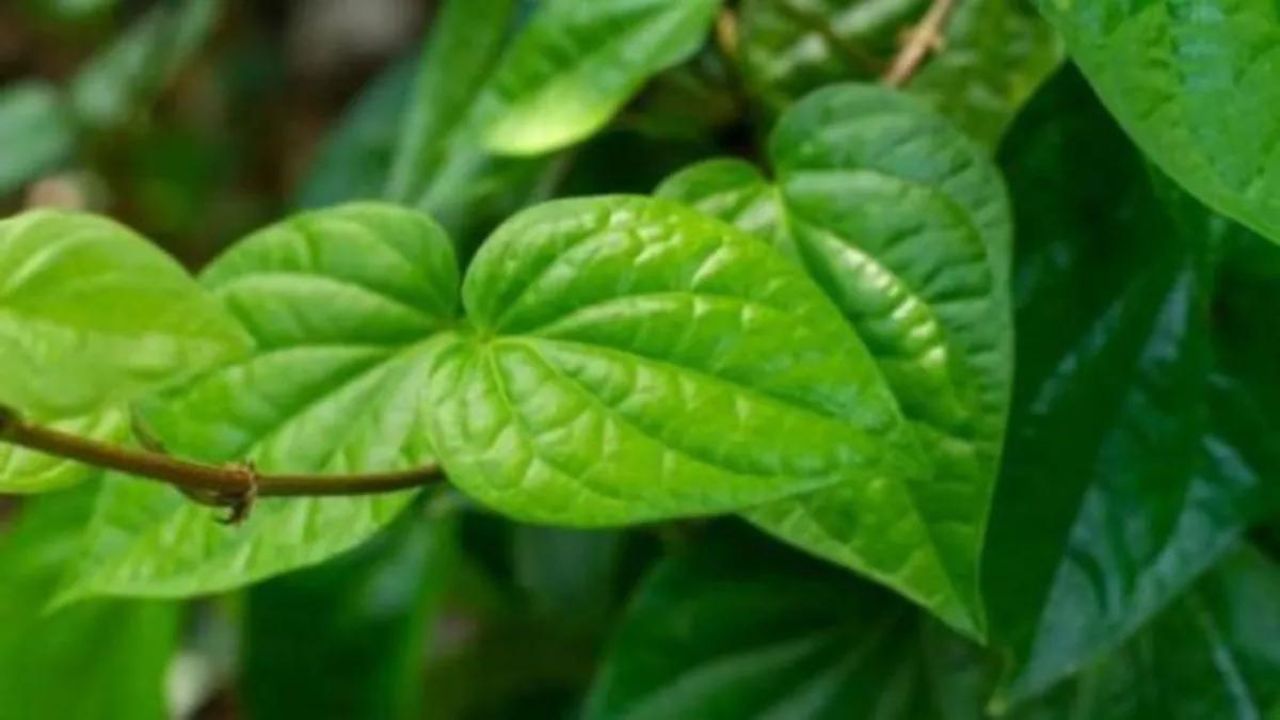 Betel leaves: सेहत के लिए लाभकारी, दिल से इम्यूनिटी तक कई फायदों से भरपूर