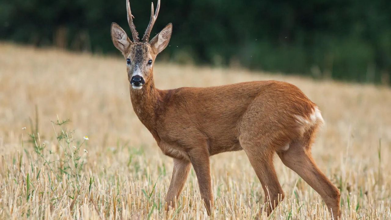 Leelsar Deer Hunting Case में जेल में हुआ आरोपी का निधन, कोर्ट से मिली थी जमानत