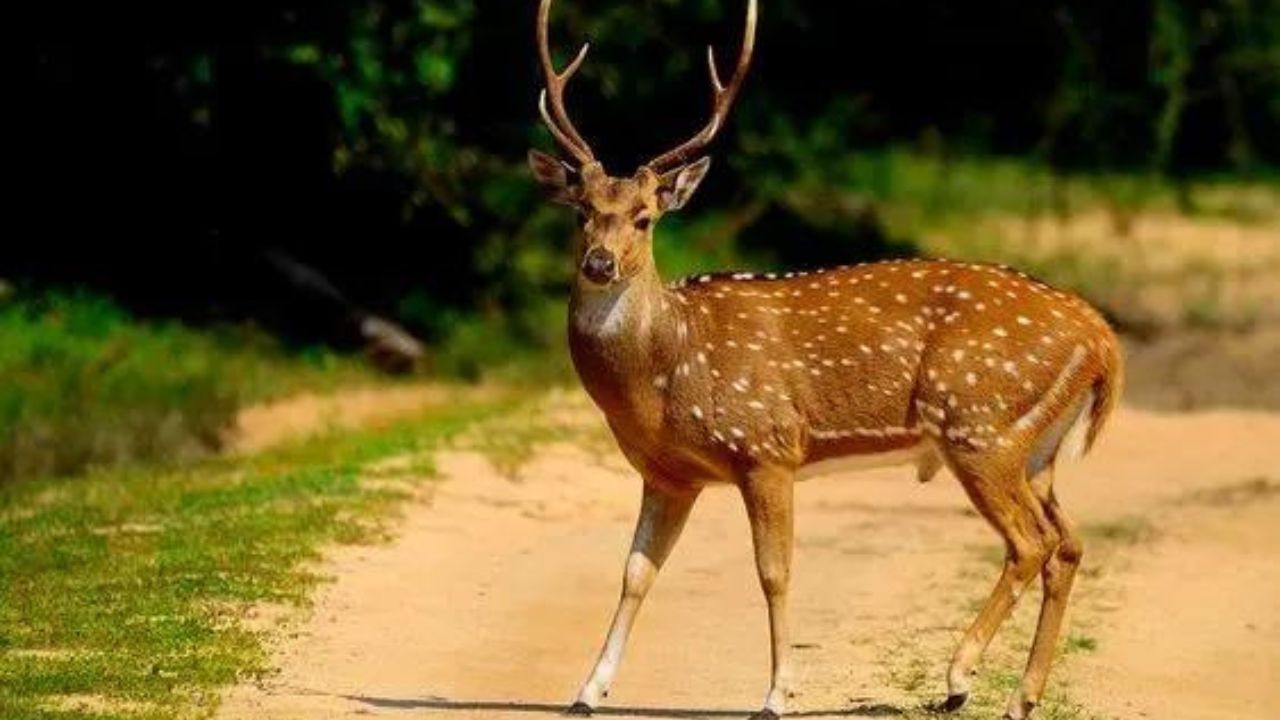 Leelsar Deer Hunting Case में जेल में हुआ आरोपी का निधन, कोर्ट से मिली थी जमानत